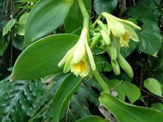 the flowers are blooming on the tree in the tropical forest, with green leaves surrounding them