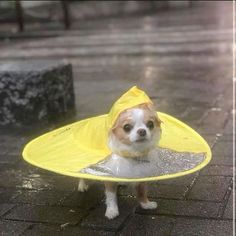 a small dog wearing a yellow hat and raincoat on it's head while standing in the rain