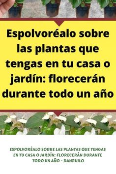 Espolvoréalo sobre las plantas que tengas en tu casa o jardín: florecerán durante todo un año Oasis