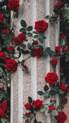 red roses are growing on the side of a pillar