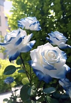 three blue and white roses in front of some green leaves on a sunny day with buildings in the background