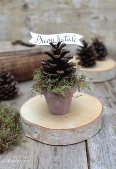 small pine cone planter with moss growing in it on top of a piece of wood