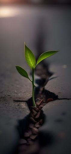 a small green plant sprouting from the ground