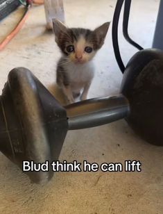 a small kitten standing next to a metal object with the caption budd think he can lift