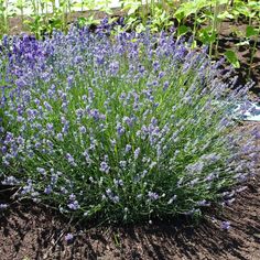 purple flowers are growing in the garden