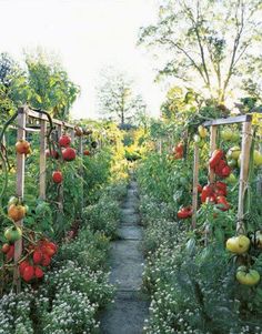 the garden is full of tomatoes and other vegetables