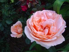 two pink roses are in the middle of some green leaves and flowers behind them is a bush