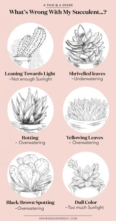 the different types of succulents and how to use them in your garden