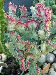 a close up of a plant in a pot with rocks and shells around it,