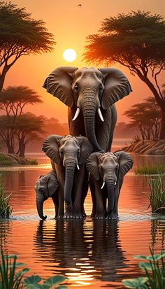 three elephants are standing in the water at sunset