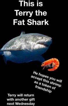 Shark Meme, Blursed Images, Shark Funny, Cute Shark, Hilarious Memes, Happy Things, Shark Week