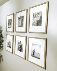 four framed photographs hang on the wall above a potted pine tree in a hallway