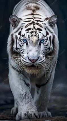 a white tiger with blue eyes walking on the ground in front of a dark background