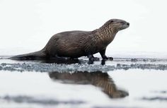 an otter is standing in the water with its reflection on the wet sand and ice