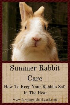 a rabbit with the words summer rabbit care how to keep your rabbits safe in the heat