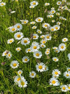 many white daisies are growing in the grass