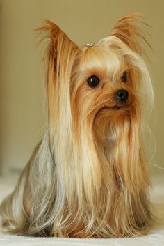 a small dog with long hair sitting on the floor