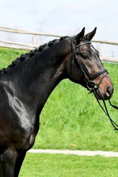 a brown horse standing on top of a lush green field