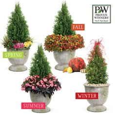 four potted plants are shown with the words fall and winter