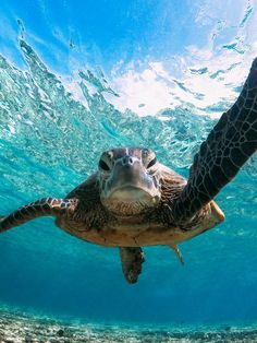 a turtle swimming in the ocean with its head above water