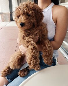 a woman holding a brown dog in her lap