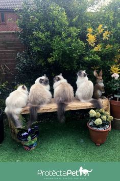 four cats are sitting on a bench in the garden and one cat is looking up