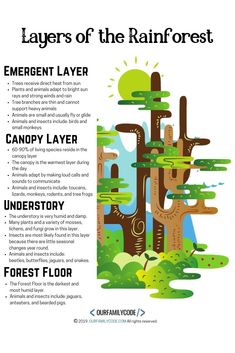 the layers of the rain forest are shown in this poster, with instructions for each layer