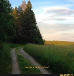 a dirt road in the middle of a field with tall grass and trees on both sides