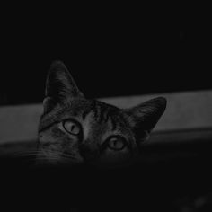 a black and white photo of a cat looking at the camera