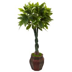 a potted plant with green leaves in it on a white background for display purposes