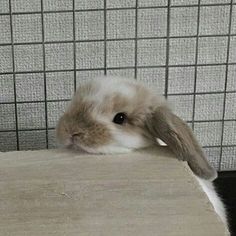 a small rabbit sitting on top of a wooden table next to a wall covered in tiles