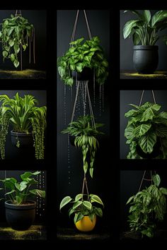 a series of photos showing different types of plants hanging from hooks on a black wall