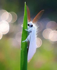 a white and brown insect sitting on top of a green plant