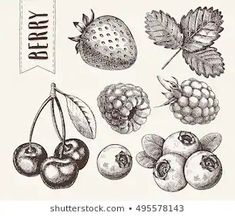 hand drawn berry set with berries, cherries and leaves in vintage engraving style on white background