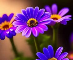 three purple flowers with yellow centers are in the foreground, and one is blurry