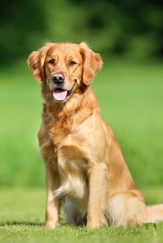 a golden retriever sitting in the grass with its tongue out and looking at the camera