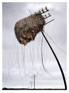 birds sitting on top of an electrical pole with wires hanging from it's sides