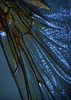 a close up view of the back end of a blue insect's wing wings