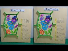 two cards with plants and numbers on them, one is for plant cell the other is for plant cell