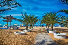 palm trees on the beach with chairs and umbrellas