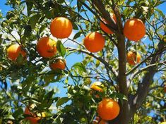 an orange tree filled with lots of ripe oranges