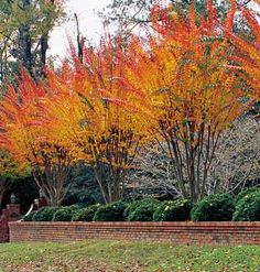 red and yellow trees are in the park