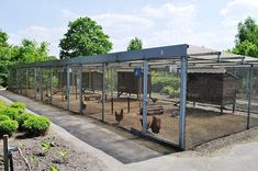 an enclosed area with several chickens in it