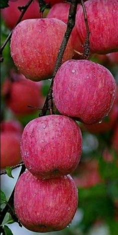 red apples hanging from a tree with green leaves and water droplets on the top of them