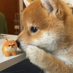 a dog is looking at a small toy fox on the counter top in front of him