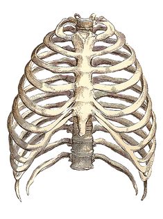 an illustration of the ribcage, vintage engraving or etching stock photo - rights