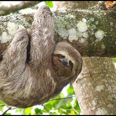 a sloth hanging upside down on a tree branch