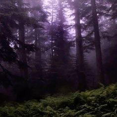 the forest is full of tall trees and lush green ferns, with fog in the air