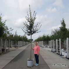 a woman is standing next to a tree that has been placed in a bucket on the sidewalk