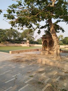 a tree in the middle of a park with a small building on it's side